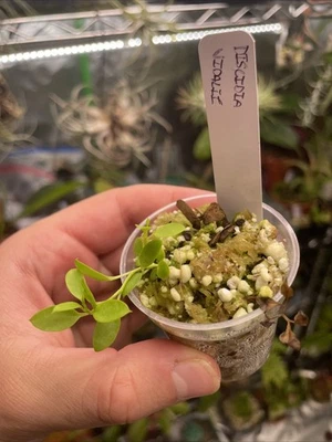 Dischidia Vidalii, Seed Grown Starter Plant, Exotic Rare Ant Plant - Image 1 of 4