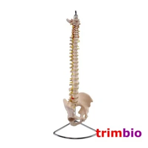 Modelo de columna vertebral tamaño natural con soporte modelo de capacitación médica educativa - Imagen 1 de 4