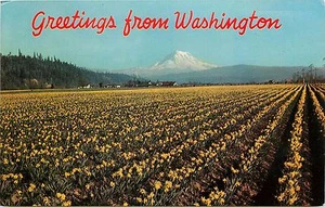 POSTAL MT RAINIER NARCISOS PUYALLUP VALLEY WASHINGTON - Imagen 1 de 1