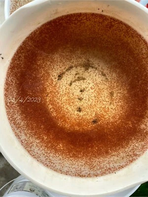 1000+ live daphnia magna ( BUY 2 , Get 2 Extra Bags Of Culture ) - Image 1 of 4