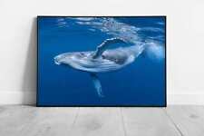 Young Baby Humpback Whale Playfully Swimming Near The Water Surface Ocean Sea