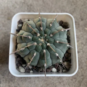 Hermoso jardín Gymnocalycium Vatteri de 3-4 cm raro plantación interior y exterior - Imagen 1 de 9