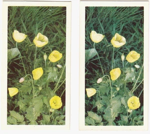 BROOKE BOND (TEA )- WILD FLOWERS 1ST SERIES (PAPER THIN) 1955- #37 - Picture 1 of 2