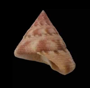 Conchiglia Shell CALLIOSTOMA VINOSUM Brasile 35,2 mm LARGE # Mi44 - Picture 1 of 4