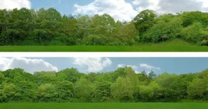 ID Backscencs ID149B 15 Inch Trees Backscene Set B - Picture 1 of 1