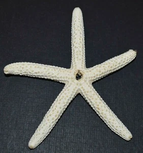 Cuentas de caracol perforadas de dedo blanco Linka Laevigata real seca natural - Imagen 1 de 2