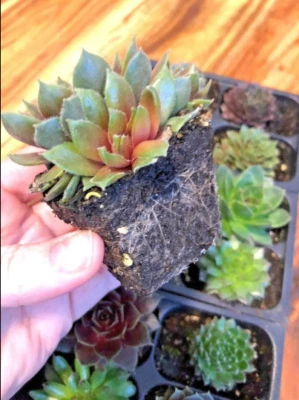 Cold Hardy Succulents Hens & Chicks Sempervivum Plants  2" In/Outdoor Set of 4 - Image 1 of 3