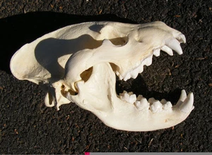 Huge striped hyena skull taxidermy replica cast SCI #1 in the world - Picture 1 of 1