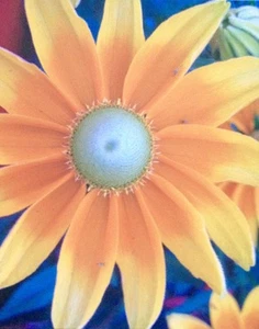 Blumen Foto auf Leinwand Botanisch, Original, Realismus - Bild 1 von 1