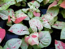 **CONFETTI SYNGONIUM**Starter Plant**AKA Arrowhead Plant**Pink Splashed Leaves!!