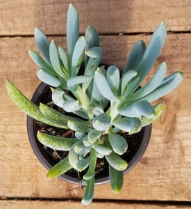Senecio mandraliscae - Picture 1 of 1