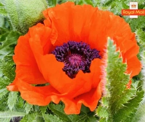 200 Seeds - RED POPPY PAPAVER ORIENTALE LARGE BLOOMS - HARDY PERENNIAL - Picture 1 of 2