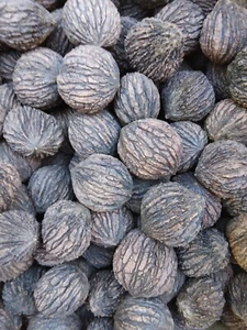 5 lb Black walnuts in shell- 2023 harvest- float tested and cured - Picture 1 of 1