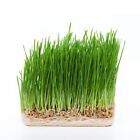USDA Organic Wheat Grass Powder Certified Green Superfood Bulk Raw Vegan NON-GMO