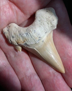 Large Extinct Otodus Fossil Shark Tooth Megalodon Ancestor 1.97 Inches Sharp - Picture 1 of 9