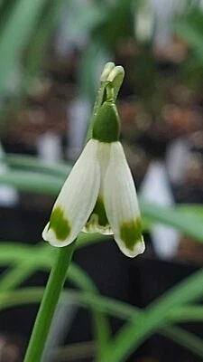 GALANTHUS BELL STAR - new form LOVELY GREEEN MARKED PTERUGIFORM FLOWERS -7cm POT - Image 1 of 3