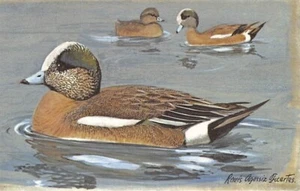 Postcard: American Widgeon by Louis Agassiz Fuertes, 1963 - Picture 1 of 2