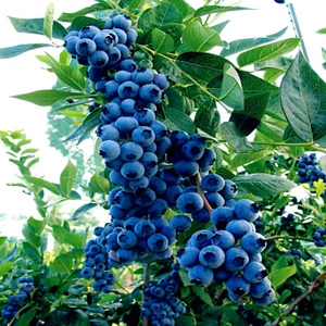 BLUEBERRY TREE SEEDS New Jersey Southern Highbush Cold Hardy Garden Fruit Plant - Picture 1 of 12