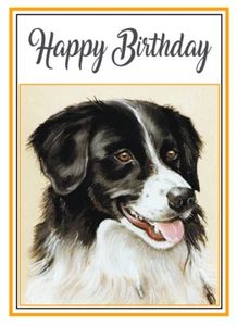 BORDER COLLIE SHEEP DOG QUALITY GLOSSY BIRTHDAY CARD 8"x6" FREE POST 1ST CLASS - Picture 1 of 2