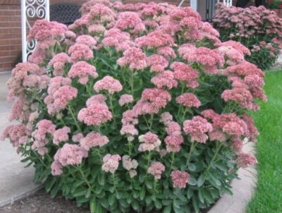 Succulent | Sedum 'Autumn Joy' | Sedum Stonecrop | Easy Hardy Plant | Butterfly - Image 1 of 4