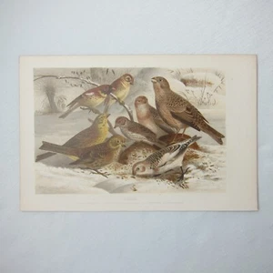 Antique Bird Print Lithograph Yellowhammer Dwarf Sparrow Corn Snow Bunting 1882 - Picture 1 of 12