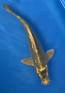 11.5 inches KI MATSUBA KOI_ LIVE KOI FISH_GGKOI - Picture 1 of 10