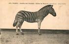 43232925 Zebra Paris Jardin des Plantes Zebre de Potock  Zebra