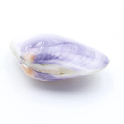 1 PCS 70mm-80mm Natural Light Purple  Mother of Pearl Clam Shell Double Faces - Image 1 of 4