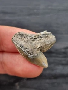 2,6 cm grau-brauner Zahn des Tigerhai- Zahn Hai Fossil - Bild 1 von 3