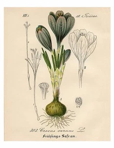 Purple Crocus German Botanical Illustration Giclee Art Print 4" x 6" - 16" x 20" - Picture 1 of 4