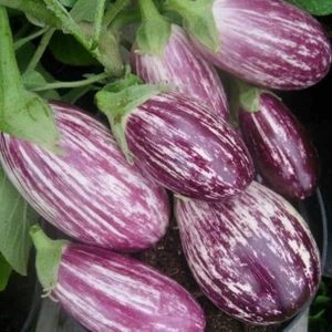 Eggplant Pandora Striped Rose Seeds 50+ Vegetable Heirloom NON-GMO USA FREE S&H - Picture 1 of 1