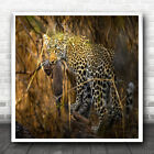 Leopard Africa Animal Wildlife Catch Prey Feline Predator Square Wall Art Print