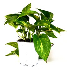 Golden Devil's Ivy - Pothos - Epipremnum - 4" Pot - Very Easy to Grow Holiday 