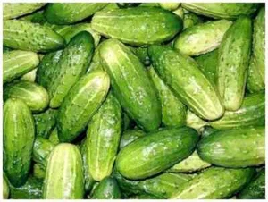 Cucumber Rodnichok F1 Professional Pip 10 g Organic Non-GMO Worldwide Родничок - Picture 1 of 3
