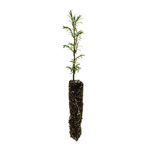 Montezuma Cypress | Small Tree Seedling | The Jonsteen Company - Picture 1 of 10