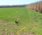 Photo 6x4 Pheasant in a field near Llancayo Viewed from the edge of Aberg c2011