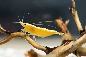 20x GAMBA NEOCARIDINA YELLOW NEON, para acuario, pecera de agua dulce y caliente - Imagen 1 de 5