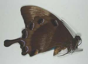 PAPILIO ULYSSES AUTOLYCUS BELLISSIMO ESEMPLARE Bulolo, Papua Nuova Guinea #4 - Foto 1 di 2