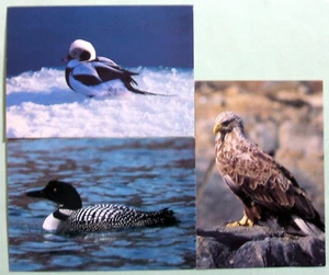 Postcards (3) - BIRDS, LONG-TAILED DUCK, HAWK, GREENLAND,  (ANBD2-4) - Picture 1 of 5