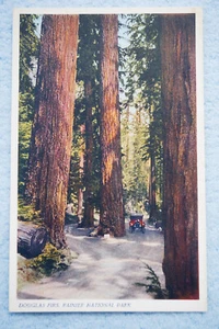 Douglasien - Rainier Nationalpark - Washington - Bild 1 von 2