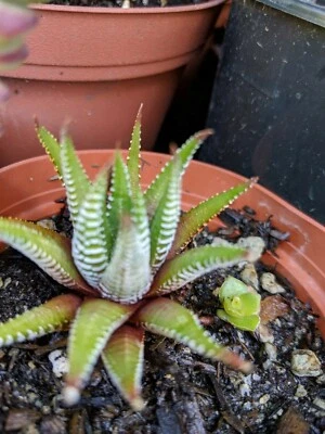 Haworthia zebra cacti succulent in 2" pot - Image 1 of 2