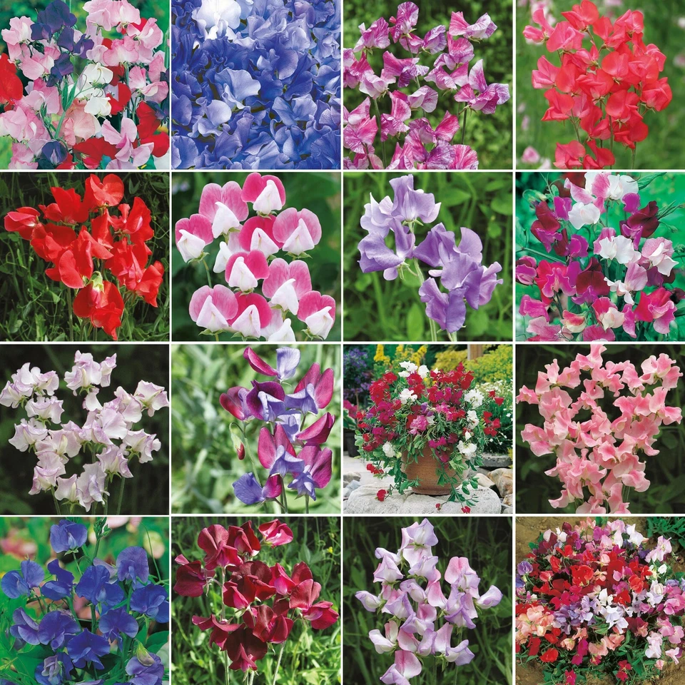 Sweet Pea Seeds Mr Fothergill's Selection Flowers FREE UK DELIVERY - Image 1 of 1