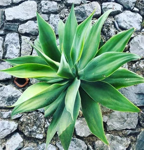 Agave attenuata - - no variegated - Bild 1 von 4