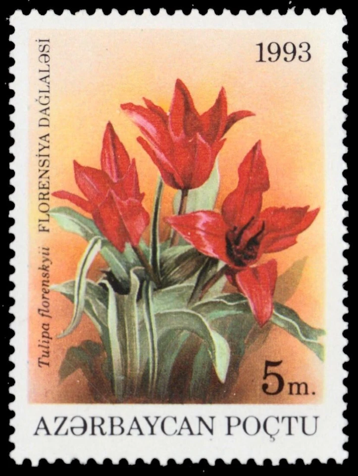 AZERBAIJAN 383 - Garden Flowers "Tulipa florenskyii" (pb76290) - Image 1 of 1