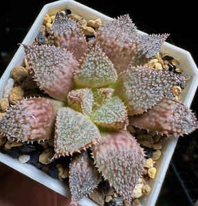 Pianta succulenta 4 cm Haworthia Comptioniana granchio arcobaleno Liliaceae casa giardino - Foto 1 di 12