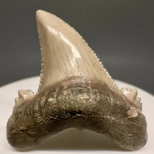 Ausgezeichnetes gezacktes 1,62 Zoll Fossil CARCHAROCLES AURICULATUS - Eozän, Kasachstan - Bild 1 von 6