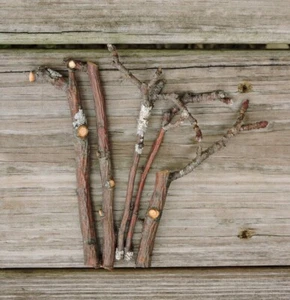 Palos de madera de manzana ramitas masticar mascota rata conejito chinchilla 1/16~1/2"D 2~12"L - Imagen 1 de 9