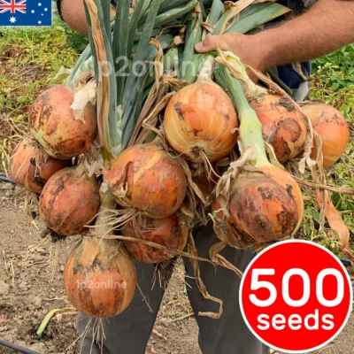 ONION 500 Gladalan Brown Seeds Vegetable Garden HEIRLOOM garden Onions - Image 1 of 3