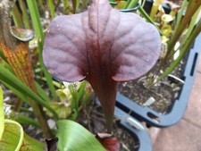 2023 seed cross Atropurp. PURE BLACK X PURE BLACK sarracenia carnivorous seeds
