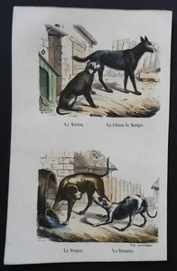 BUFFON Anfang 19. Jh. - Farbradierung: HUNDE (Mast, Dogge, Däne, Schäferhund) - Bild 1 von 2